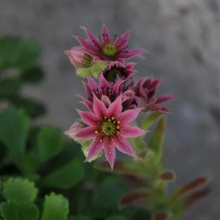 Hotel La Ferme Du Chozal, The Originals Relais Hauteluce